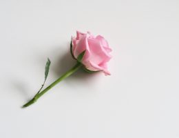 q6ygh8